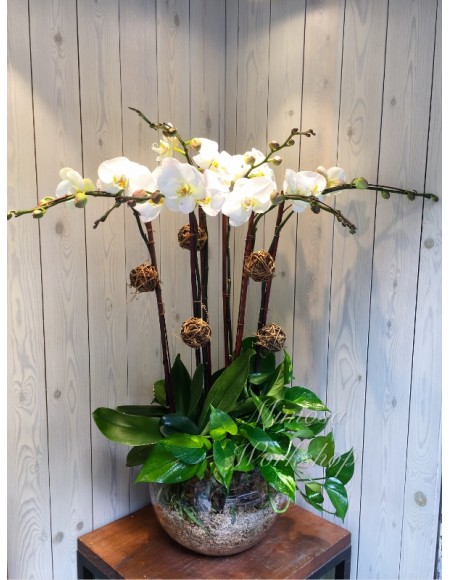 OR516 -  5菖白色蝴蝶蘭及植物及玻璃花盆